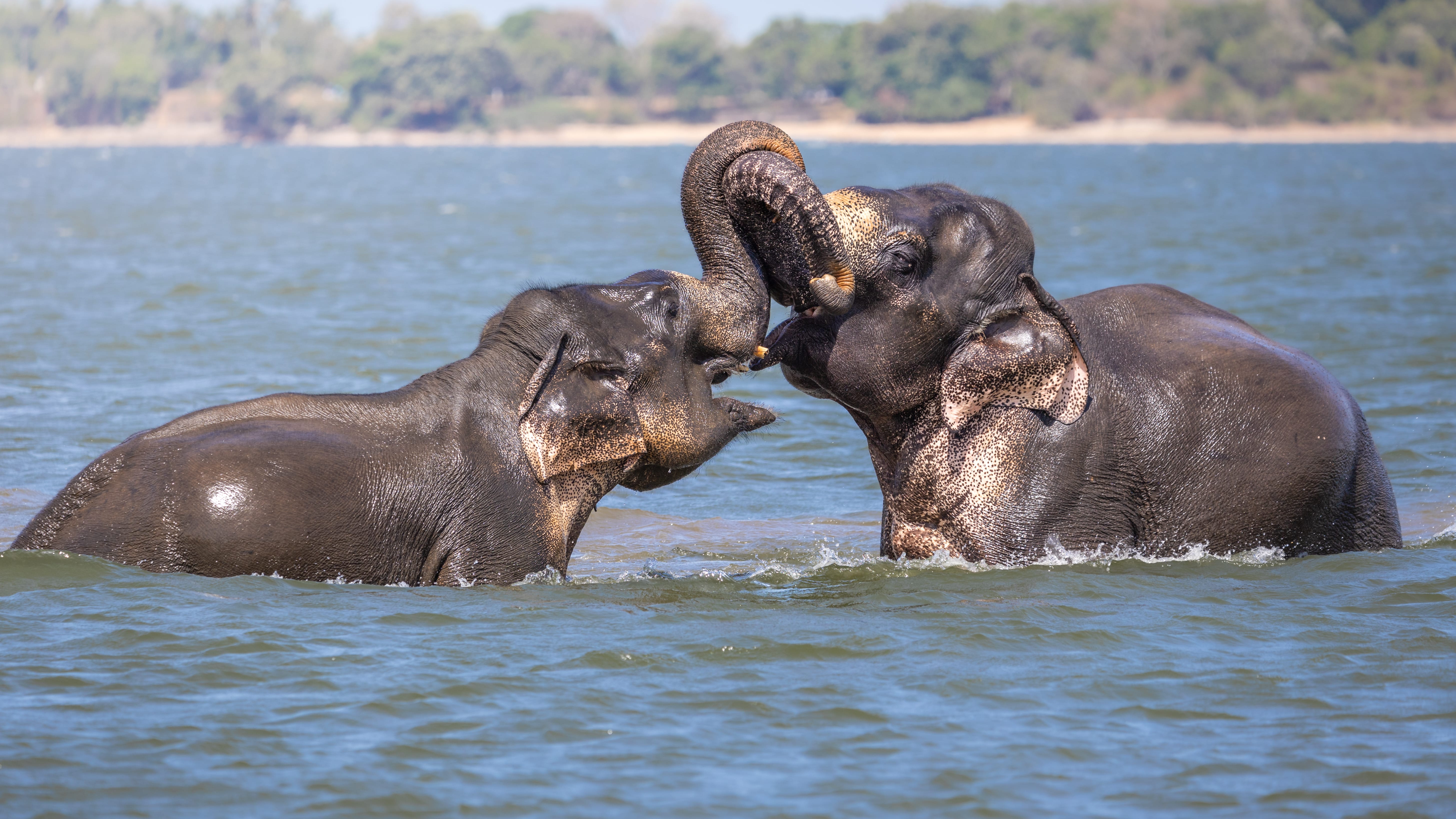 Kaudulla National Park Safari photo 3