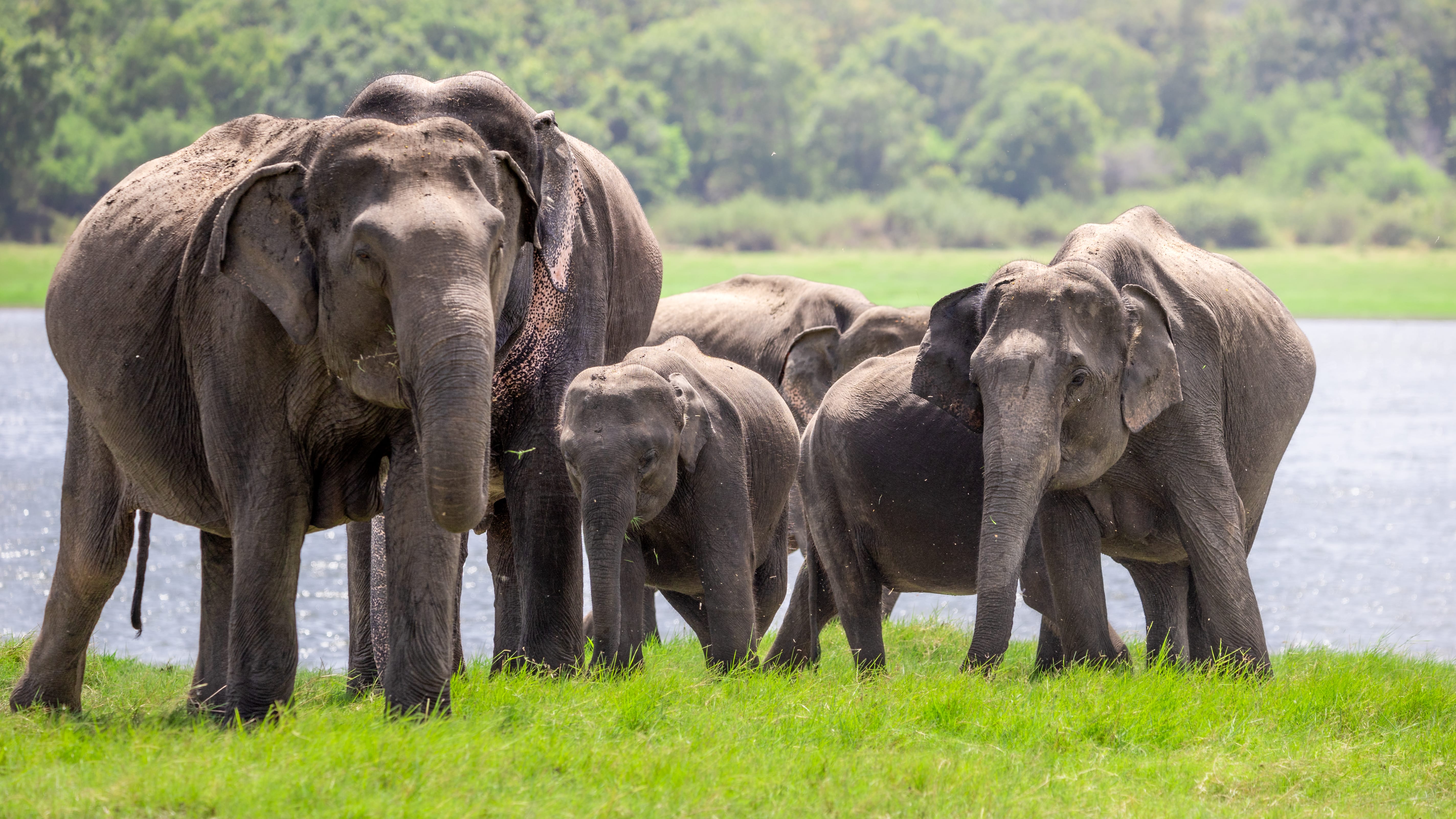 Kaudulla National Park Safari